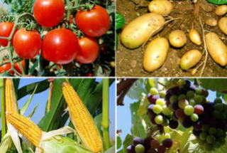 Bảo hộ giống cây trồng - Chi Nhánh Công Ty Luật TNHH Phạm Và Liên Danh Tại TP Đà Nẵng