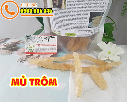 Mủ Trôm - Công Ty TNHH Trà Thảo Dược Thanh Bình