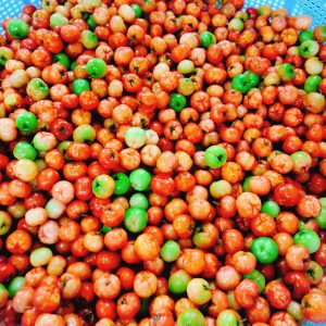 Sơ ri - Suất Ăn Công Nghiệp Cơm Kim Oanh - Công Ty TNHH Suất Ăn Công Nghiệp Cơm Kim Oanh