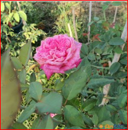 Hoa hồng Sapa cổ - Vật Tư Nông Nghiệp Anbio - Công Ty TNHH Công Nghệ Sinh Học Nông Nghiệp Việt An