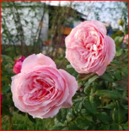 Hoa hồng Carey