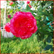 Hoa hồng Credit Mutuel