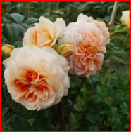 Hoa hồng Kizuna