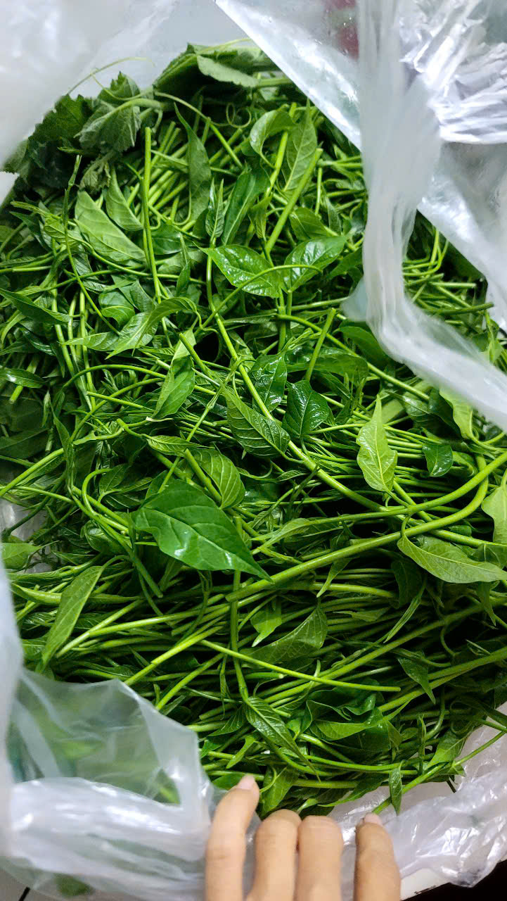 Dược liệu cây thìa canh - Công Ty Cổ Phần Giải Pháp GREEN LIFE