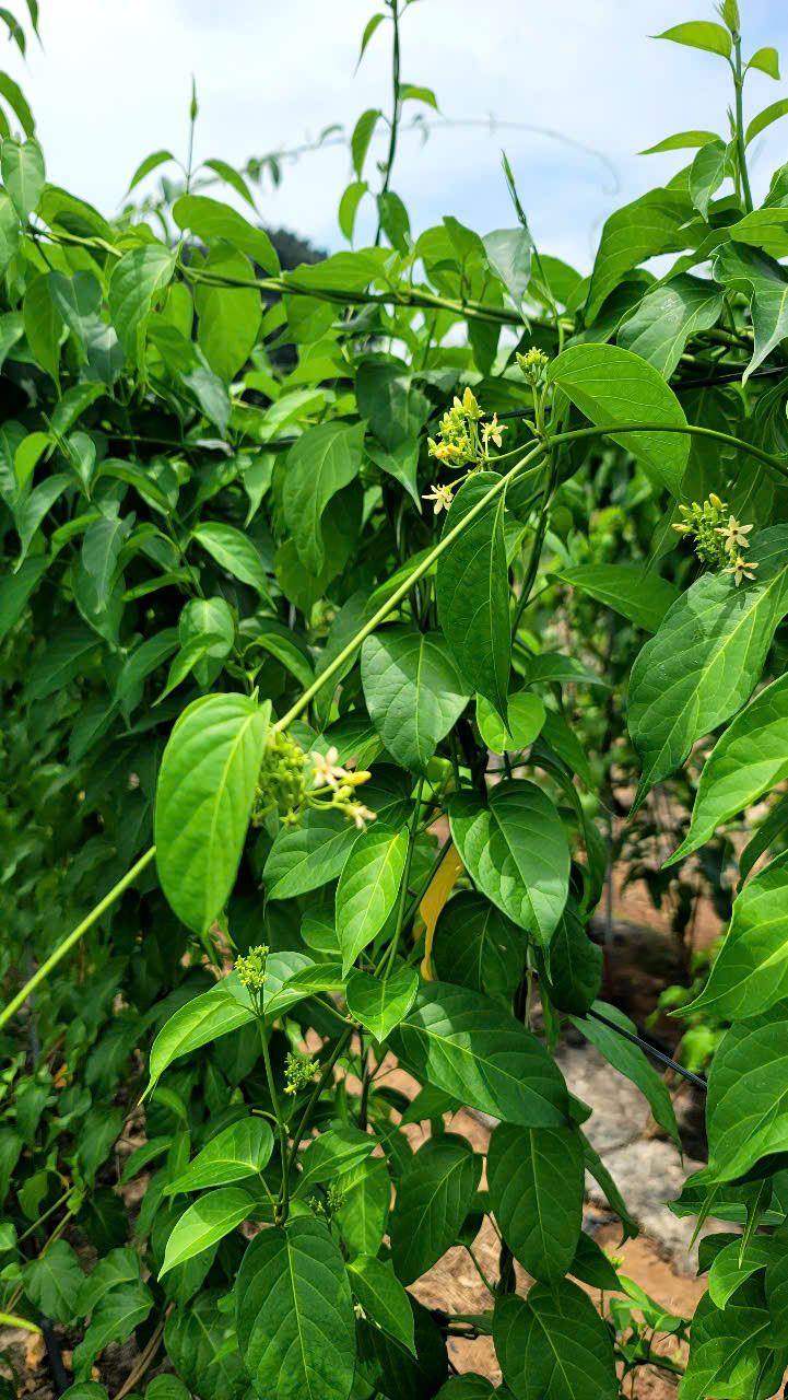 Dược liệu cây thìa canh - Công Ty Cổ Phần Giải Pháp GREEN LIFE