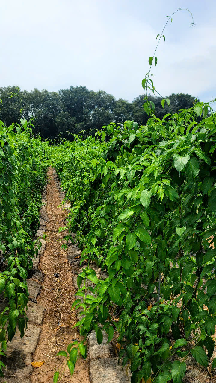 Dược liệu cây thìa canh - Công Ty Cổ Phần Giải Pháp GREEN LIFE