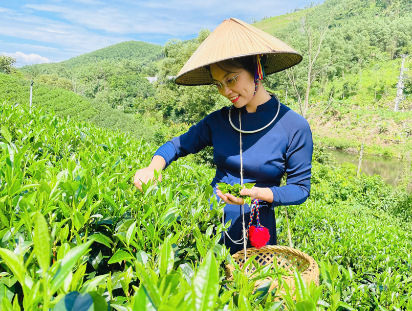 Hoạt động hái trà