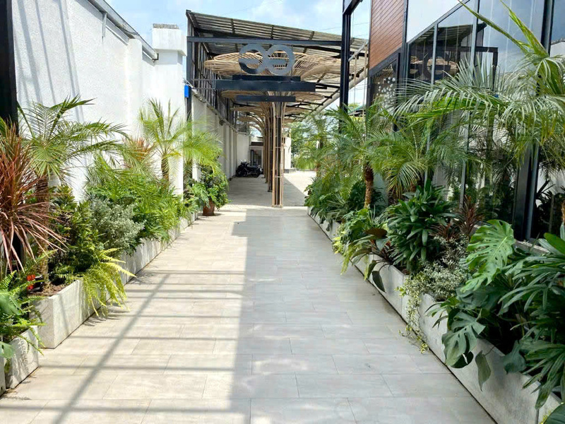 Trồng cây xanh