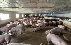 Xử lý mùi trại heo Mavin - Công Ty TNHH Kỹ Thuật Công Nghệ ý Tưởng Xanh