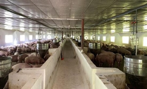 Xử lý mùi trại heo Nam Tiến - Công Ty TNHH Kỹ Thuật Công Nghệ ý Tưởng Xanh