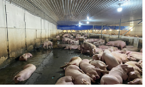 Xử lý mùi trại heo Anifer - Công Ty TNHH Kỹ Thuật Công Nghệ ý Tưởng Xanh