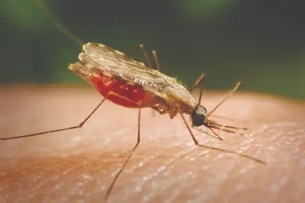 Dịch vụ diệt muỗi - Diệt Mối Hà Lan - Công Ty TNHH Thương Mại Dịch Vụ Trừ Mối Và Côn Trùng Hà Lan