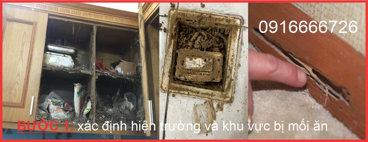 Dịch vụ diệt mối tận gốc