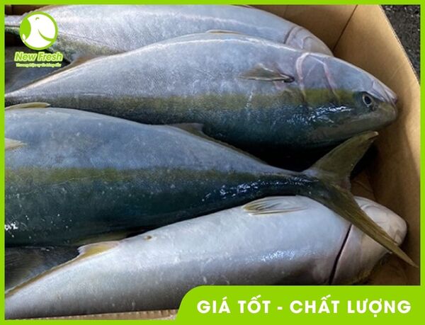 Cá cam Nhật nhập khẩu - New Fresh - Thực Phẩm Nhập Khẩu New Fresh Foods - Công Ty TNHH New Fresh Foods