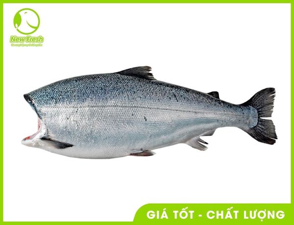 Cá hồi Chi Lê - New Fresh - Thực Phẩm Nhập Khẩu New Fresh Foods - Công Ty TNHH New Fresh Foods