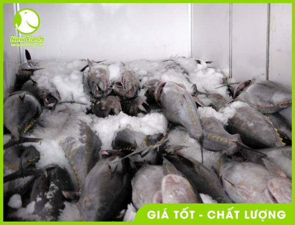 Cá ngừ đại dương nguyên con đông lạnh - New Fresh - Thực Phẩm Nhập Khẩu New Fresh Foods - Công Ty TNHH New Fresh Foods