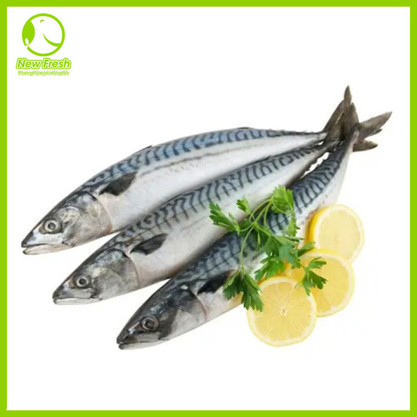 Cá saba - New Fresh - Thực Phẩm Nhập Khẩu New Fresh Foods - Công Ty TNHH New Fresh Foods
