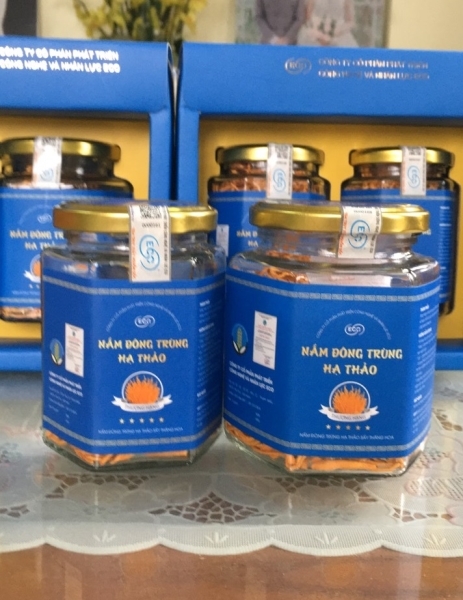 Nấm đông trùng hạ thảo đóng hộp