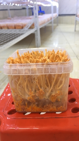 Nấm đông trùng hạ thảo