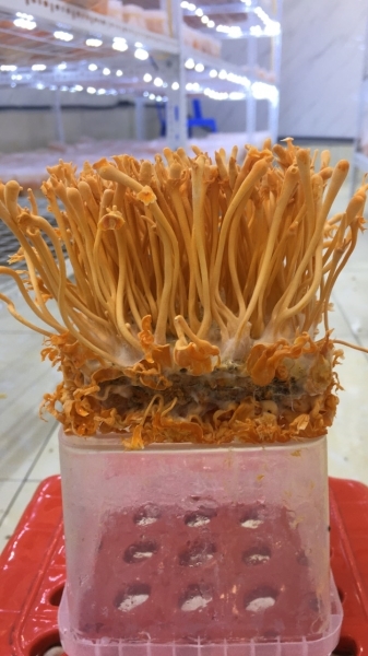 Nấm đông trùng hạ thảo