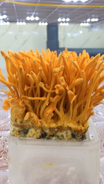 Nấm đông trùng hạ thảo