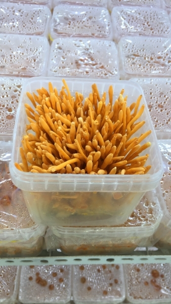 Nấm đông trùng hạ thảo