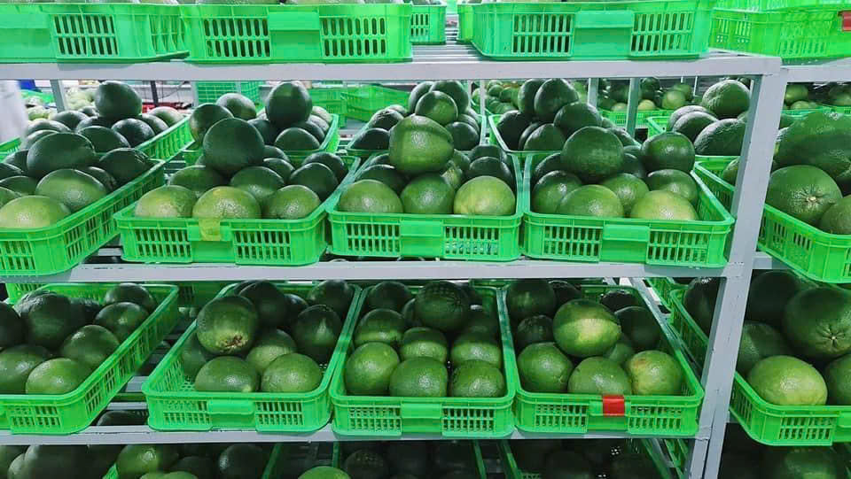 Ảnh xuất hàng - Nhà Xuất Khẩu Bưởi Hồng, Dừa Tươi & Sầu Riêng Từ Việt Nam - Công Ty TNHH Xuất Nhập Khẩu Tuệ Hương