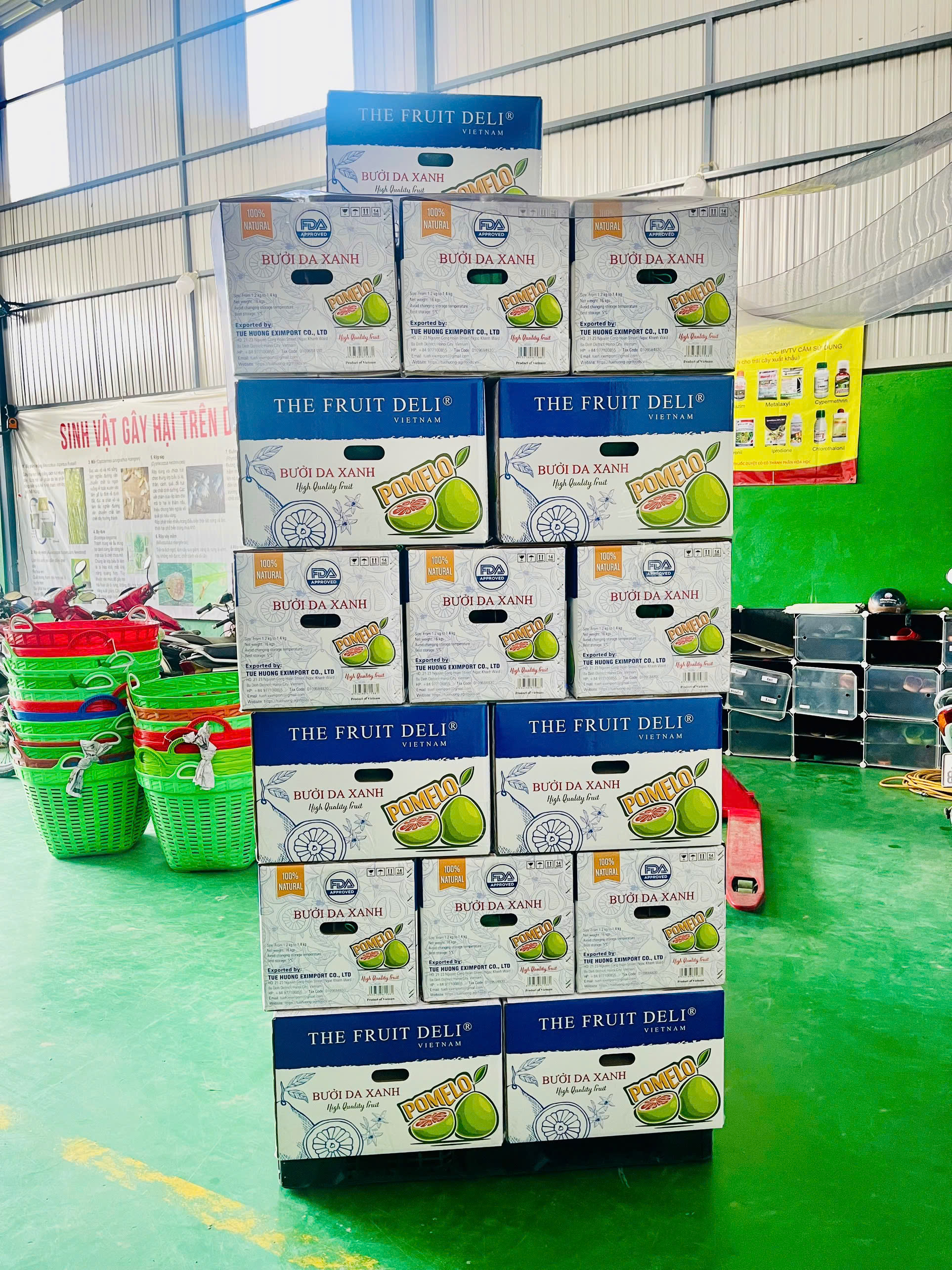 Ảnh xuất hàng - Nhà Xuất Khẩu Bưởi Hồng, Dừa Tươi & Sầu Riêng Từ Việt Nam - Công Ty TNHH Xuất Nhập Khẩu Tuệ Hương