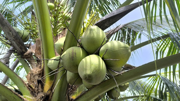 Dừa - Nông Sản Tuệ Hương - Công Ty TNHH Xuất Nhập Khẩu Tuệ Hương