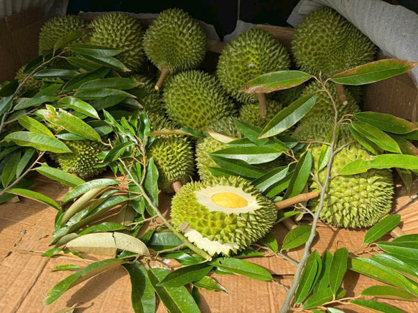 Sầu riêng - Nông Sản Tuệ Hương - Công Ty TNHH Xuất Nhập Khẩu Tuệ Hương