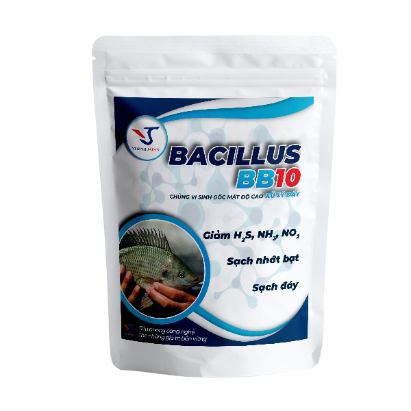 Men vi sinh xử lý đáy Bacillus BB10 - Vi Sinh Japan - Công Ty TNHH ứng Dụng Công Nghệ Vi Sinh Japan