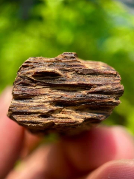 Mặt sớ ngang