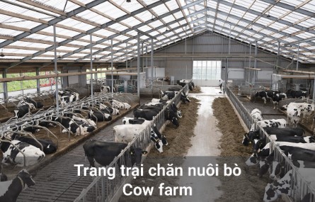 Trang trại nuôi bò