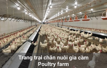 Trang trại nuôi gia cầm