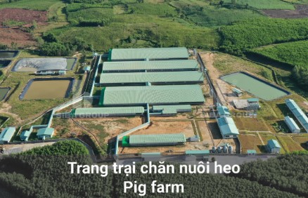 Trang trại nuôi heo