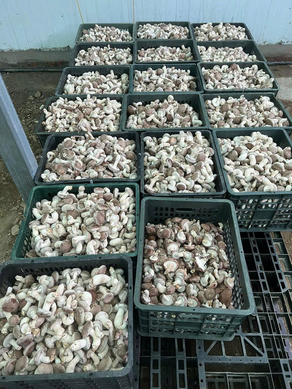 Công tác thu hoạch