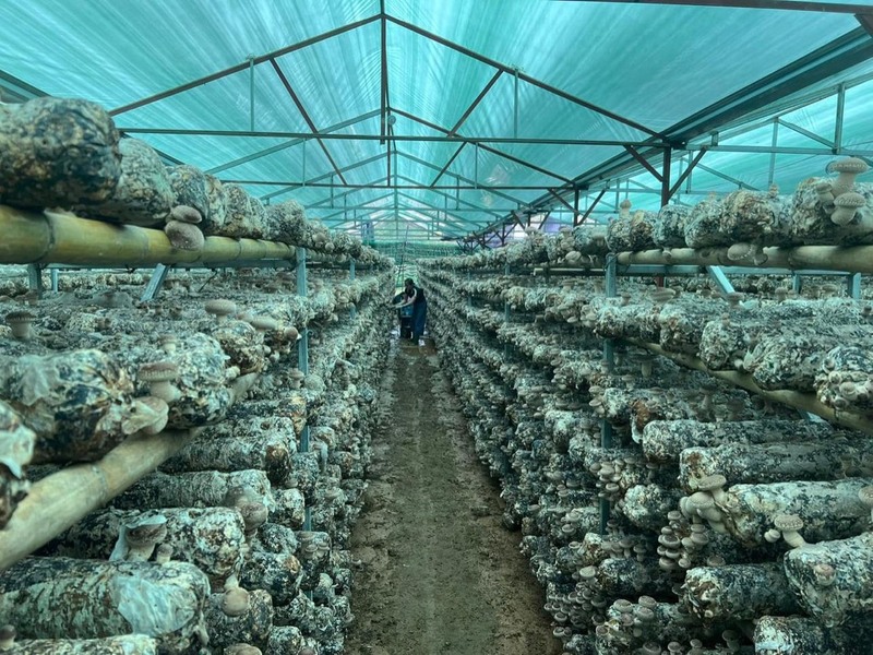 Hình ảnh nông trại nấm