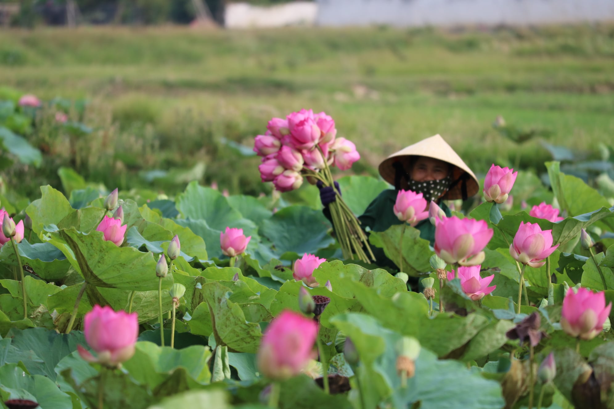 Hình ảnh hợp tác xã nông nghiệp Sen Quê Bác
