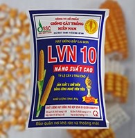 Giống bắp lai LVN10