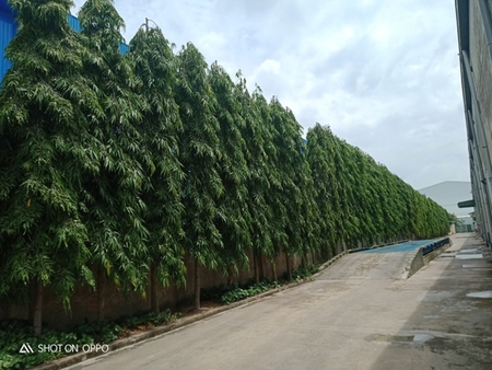 Nhà xưởng Sợi Nhật Quang