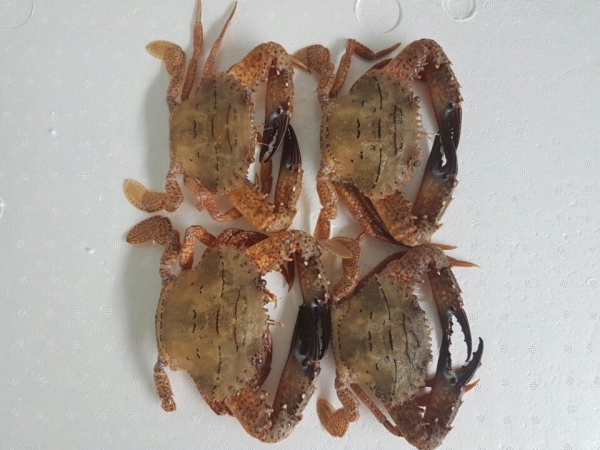 Ghẹ cua đá