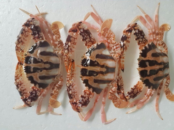 Ghẹ thánh giá