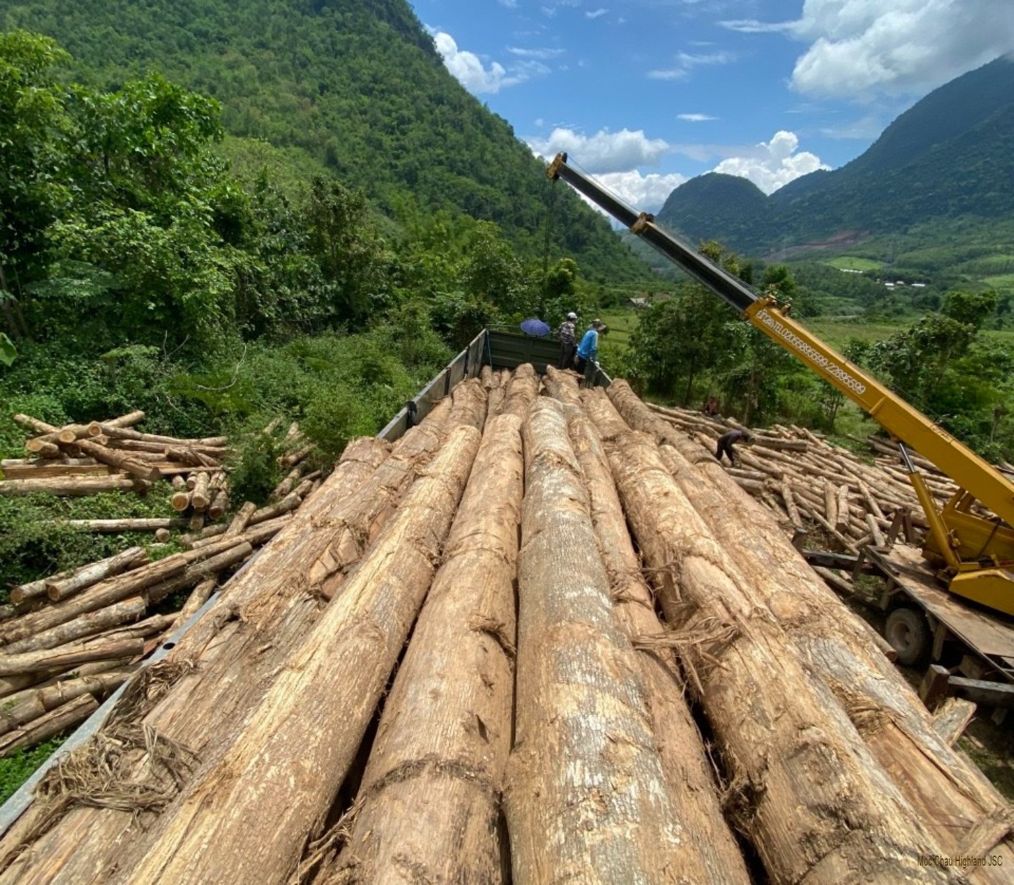 Gỗ Teak tròn - Công Ty Cổ Phần Cao Nguyên Mộc Châu