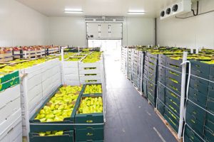 Kho lạnh bảo quản trái cây tại Sóc Trăng - Kho Lạnh Cũ & Mới Công Nghiệp - Công Ty TNHH Cơ Điện Lạnh Kim Ngọc Đăng