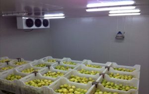 Kho lạnh bảo quản trái cây tại Quận 8