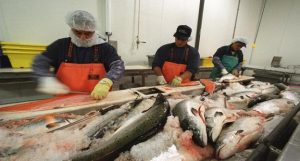 Kho lạnh bảo quản cá hồi tại Lâm Đồng - Kho Lạnh Cũ & Mới Công Nghiệp - Công Ty TNHH Cơ Điện Lạnh Kim Ngọc Đăng