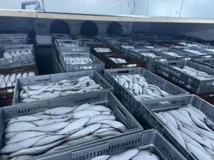 Kho lạnh bảo quản hải sản tại HCM