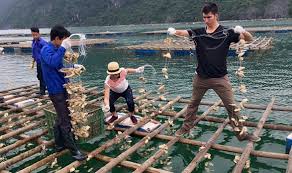 Ứng dụng nuôi trồng thủy sản - Chỉ Cước Đại Hải - Công Ty TNHH Nhựa NYOKO