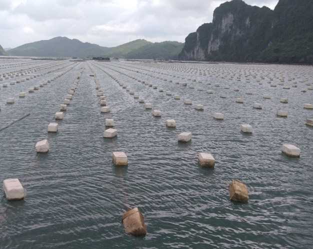 Ứng dụng nuôi trồng thủy sản - Chỉ Cước Đại Hải - Công Ty TNHH Nhựa NYOKO