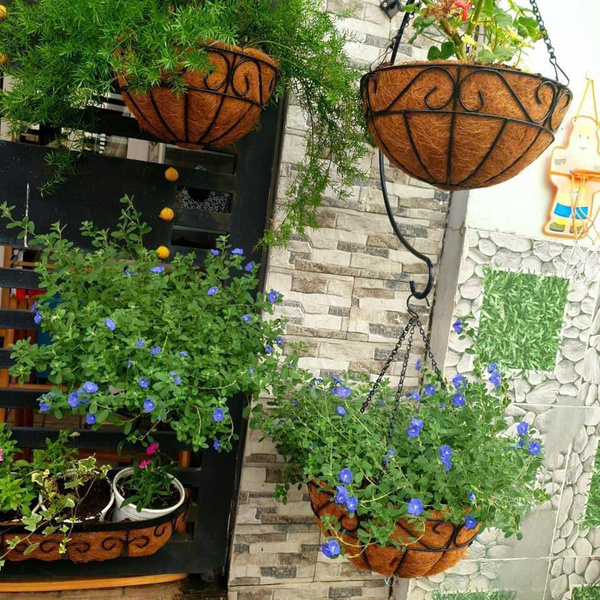 Chậu treo xơ dừa